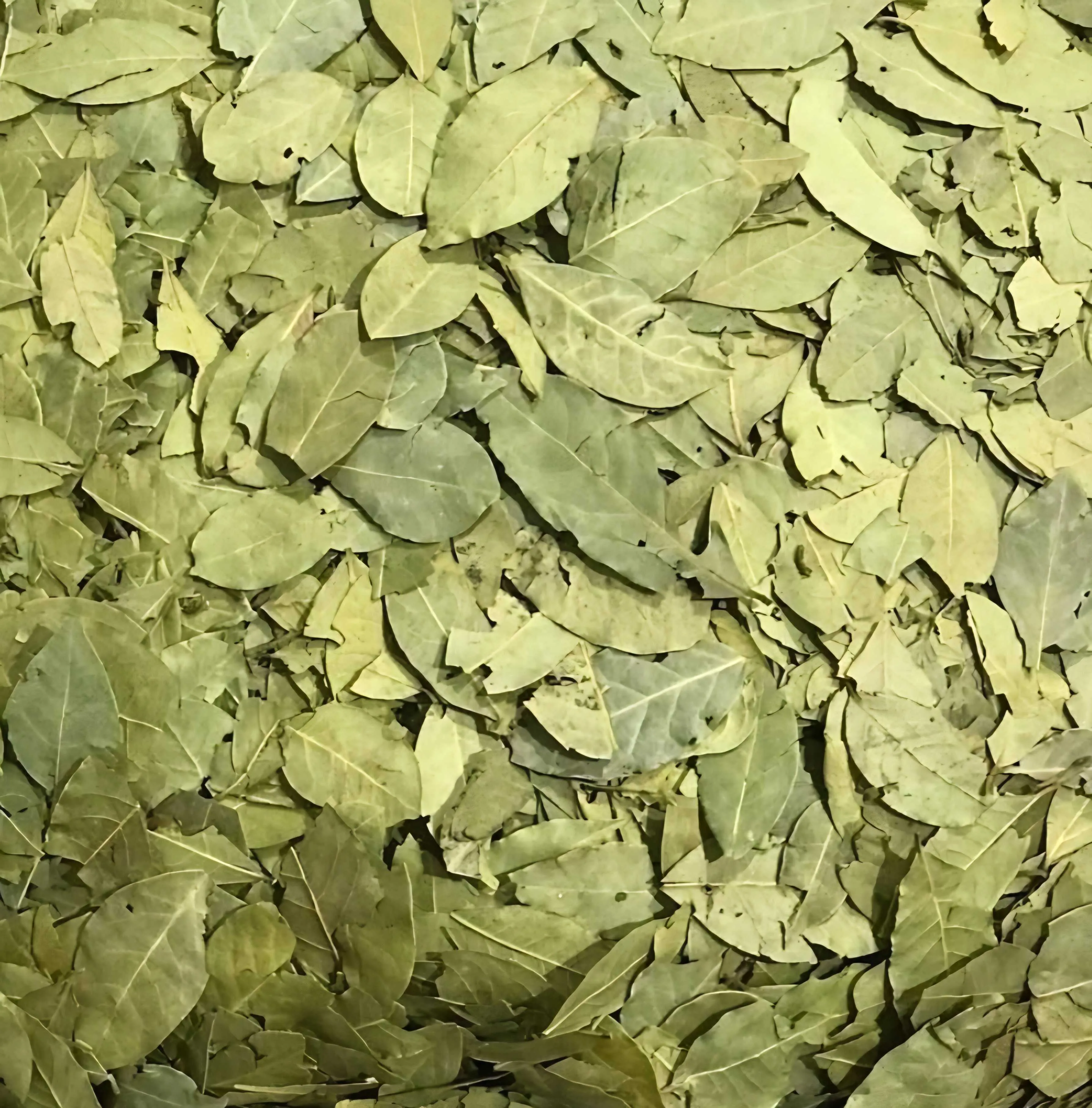Egyptian Bay Leaves