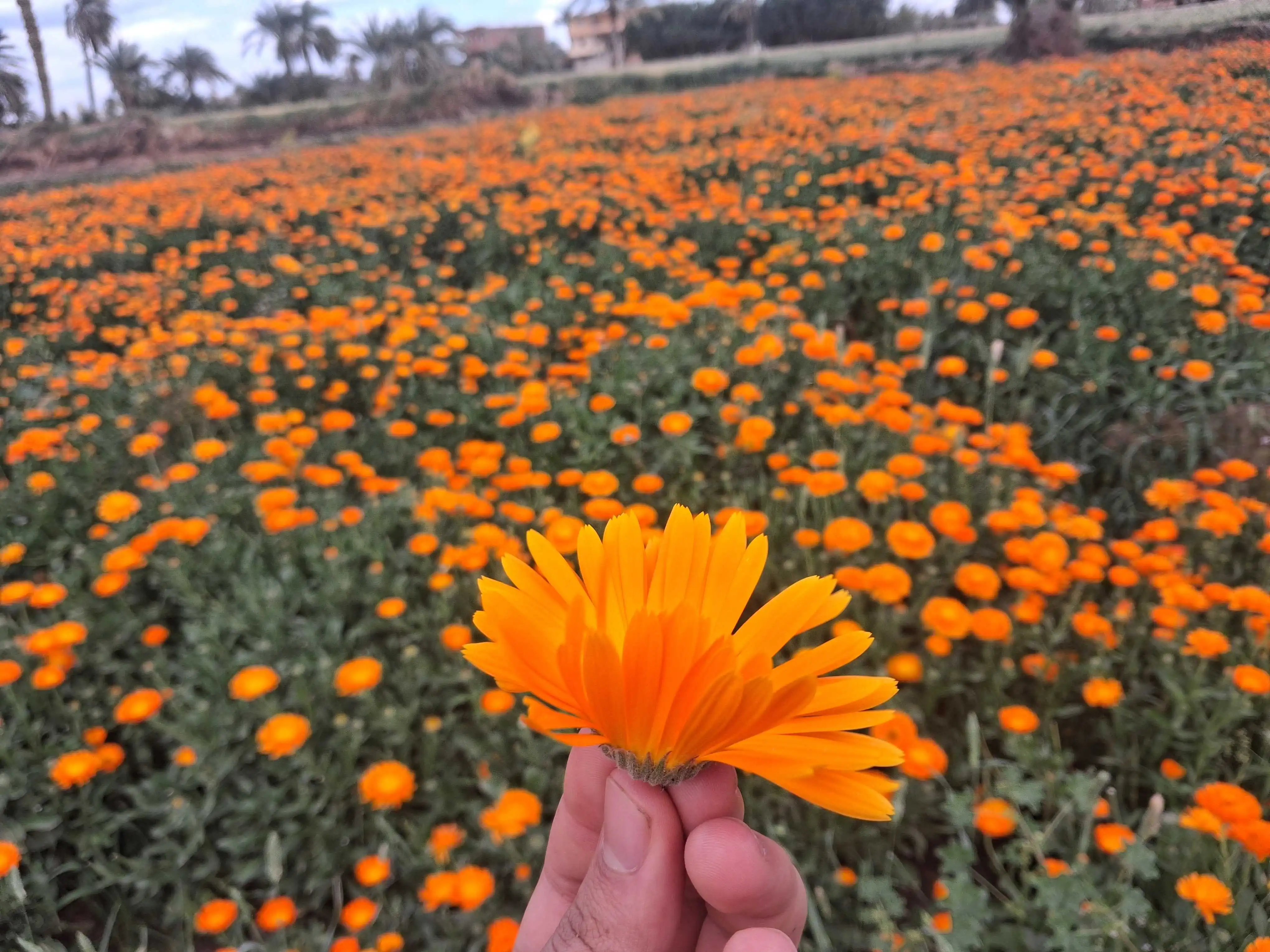 Egyptian Calendula Flowers