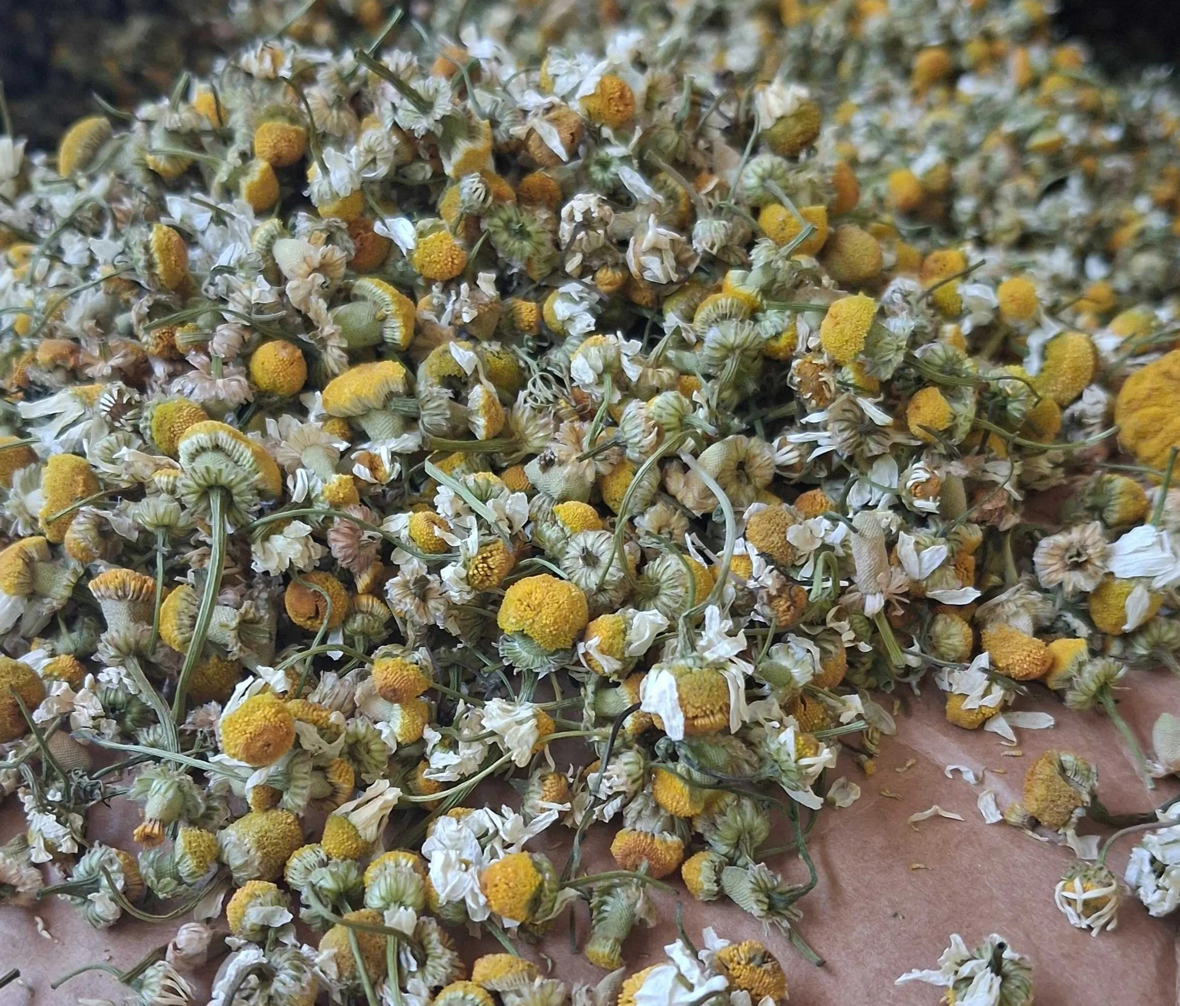Egyptian Chamomile - Premium Pharma-Grade Whole Flowers