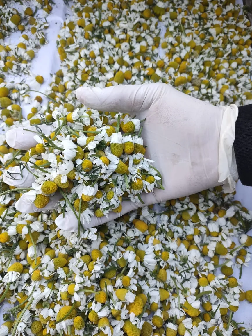 Egyptian Chamomile: Why Global Buyers Choose Fayoum