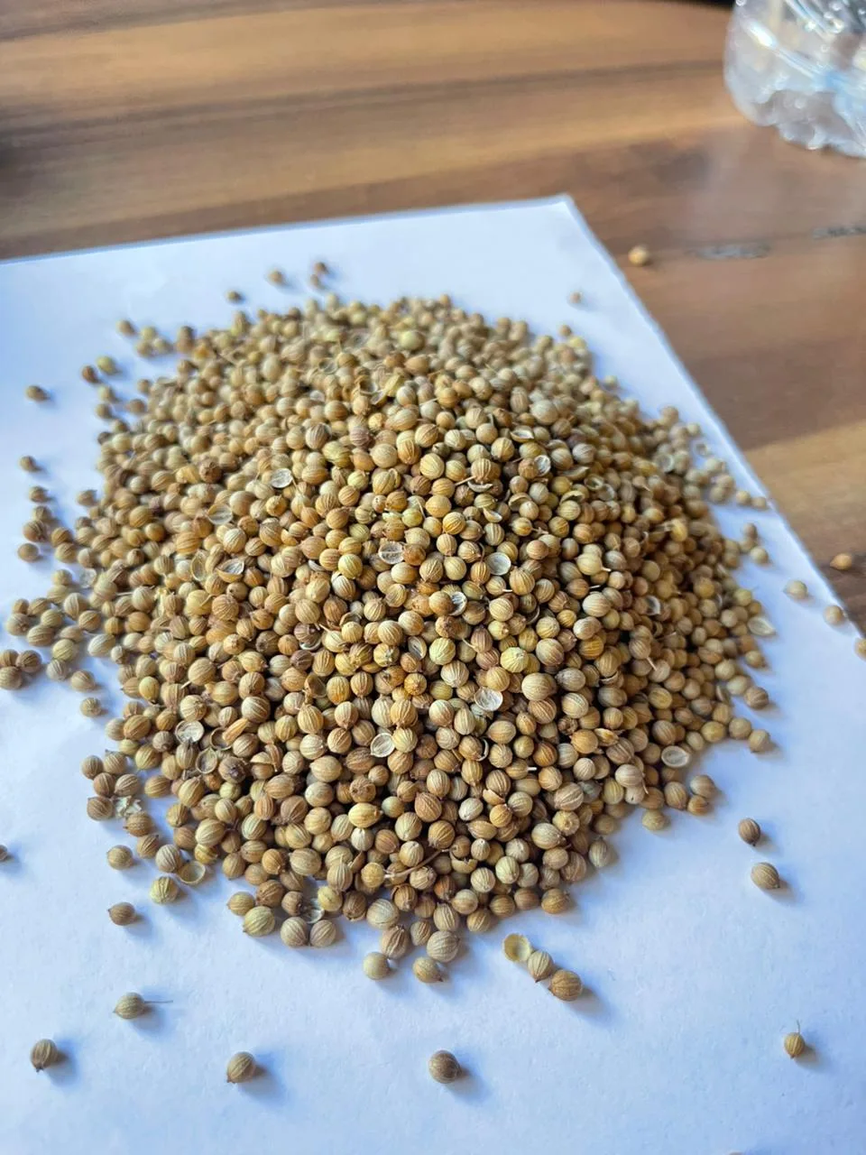 Egyptian Coriander Seeds - Whole Seeds for Spice Trade