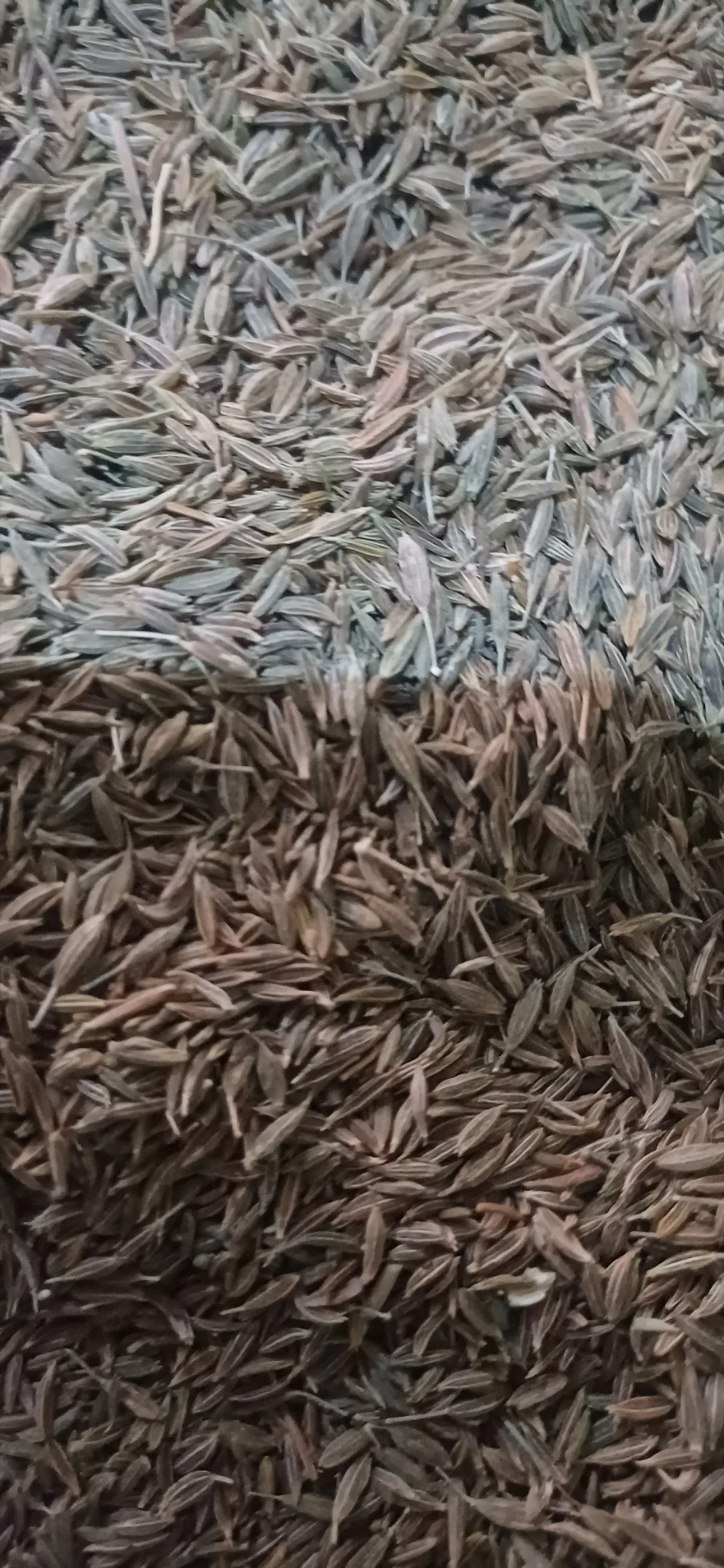 Egyptian Cumin Seeds