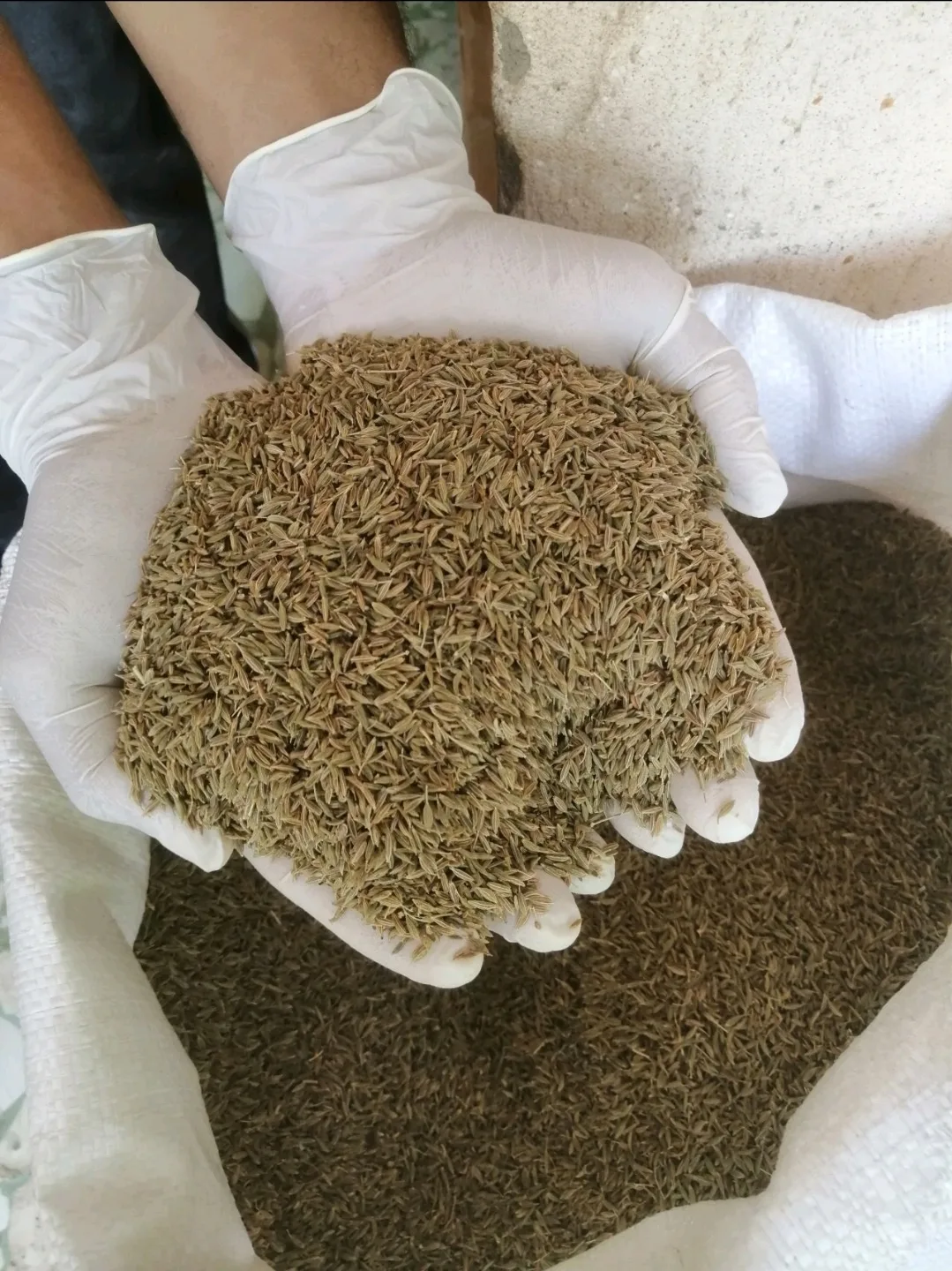 Egyptian Cumin Seeds - High Essential Oil Content Wholesale