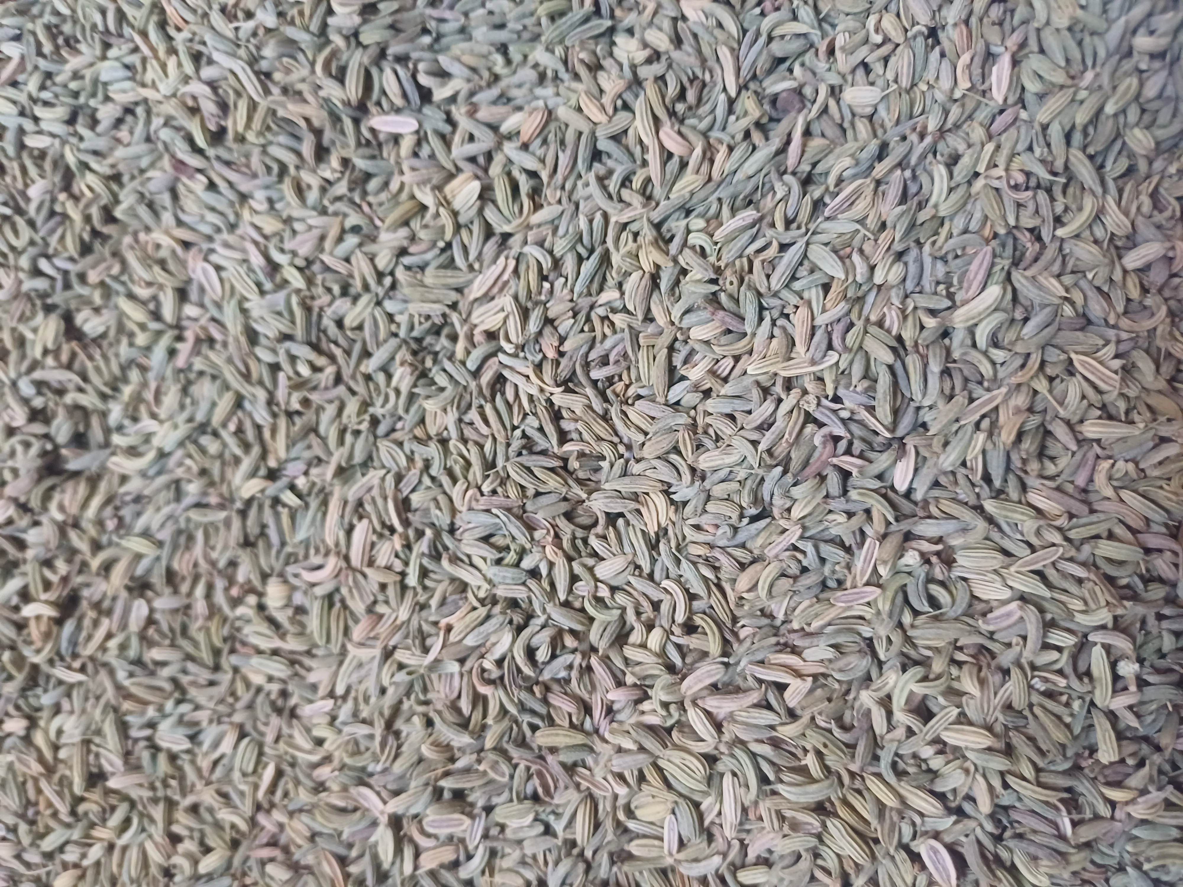 Egyptian Fennel Seeds