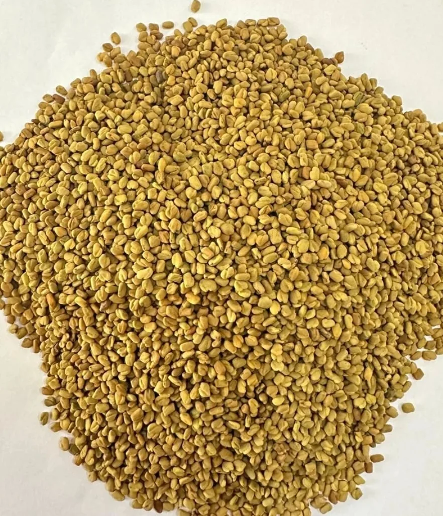 Egyptian Fenugreek Seeds