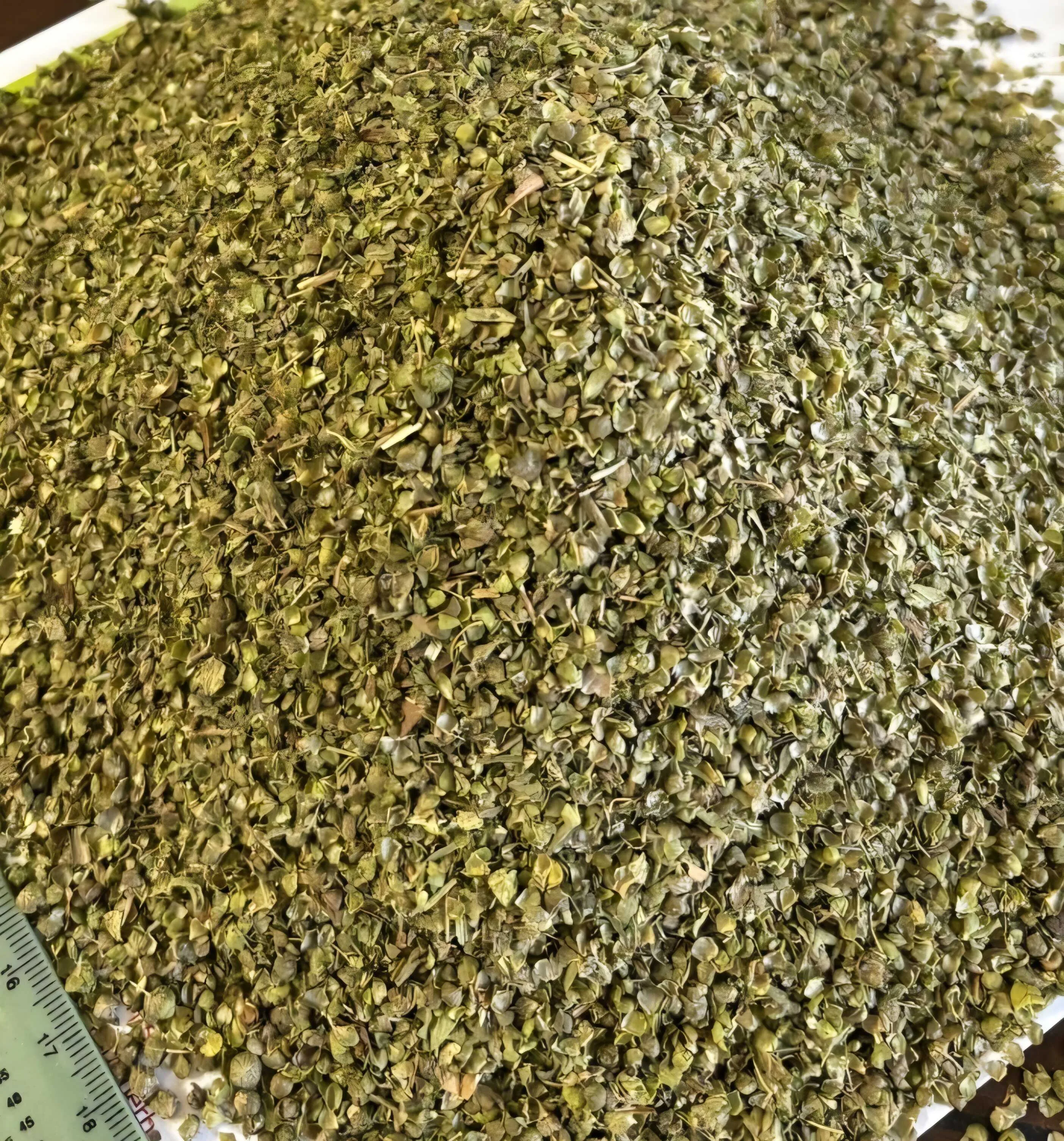 Egyptian Oregano