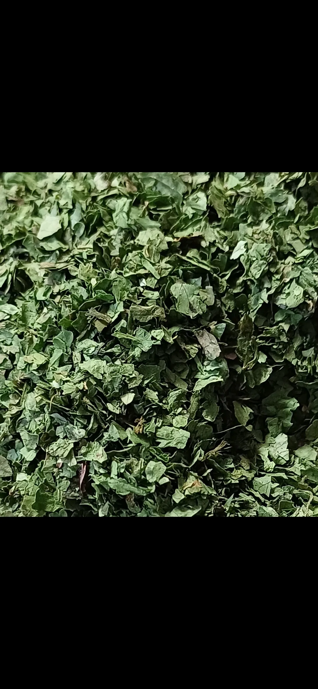 Egyptian Parsley