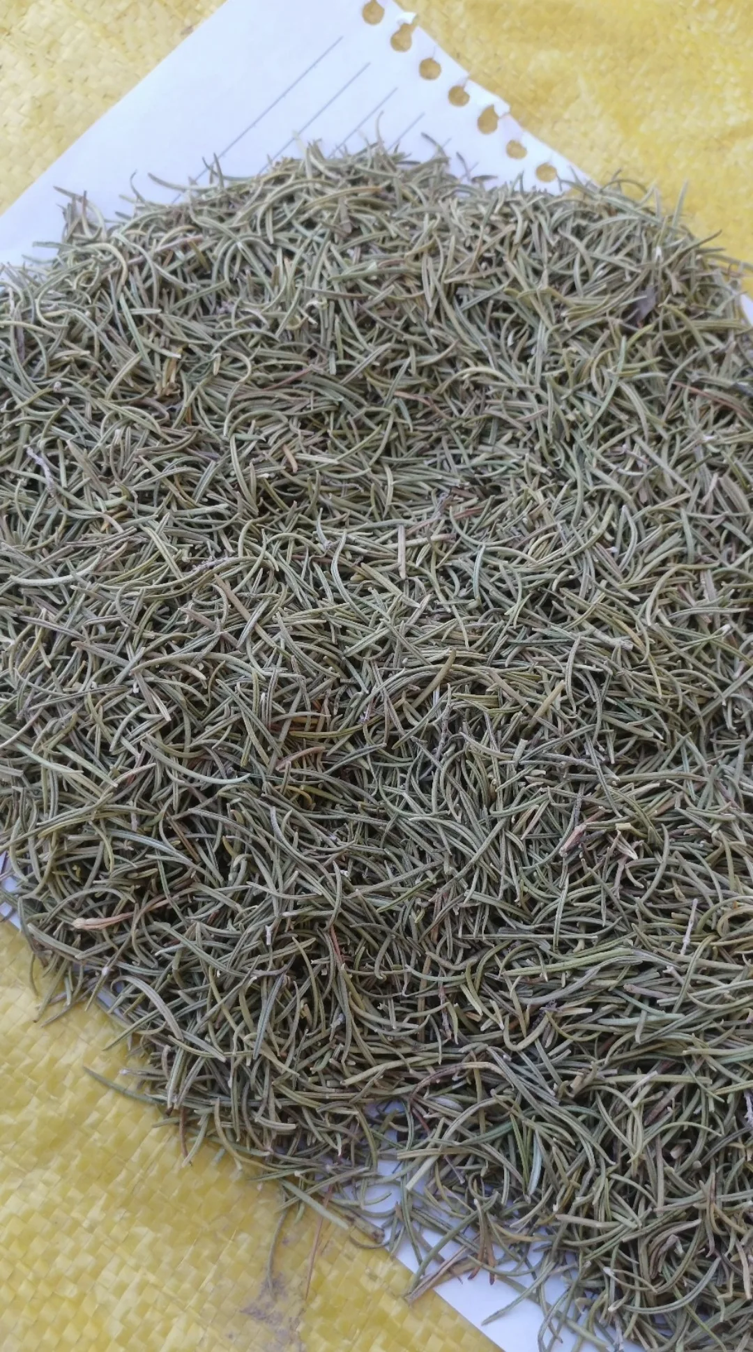 Egyptian Rosemary