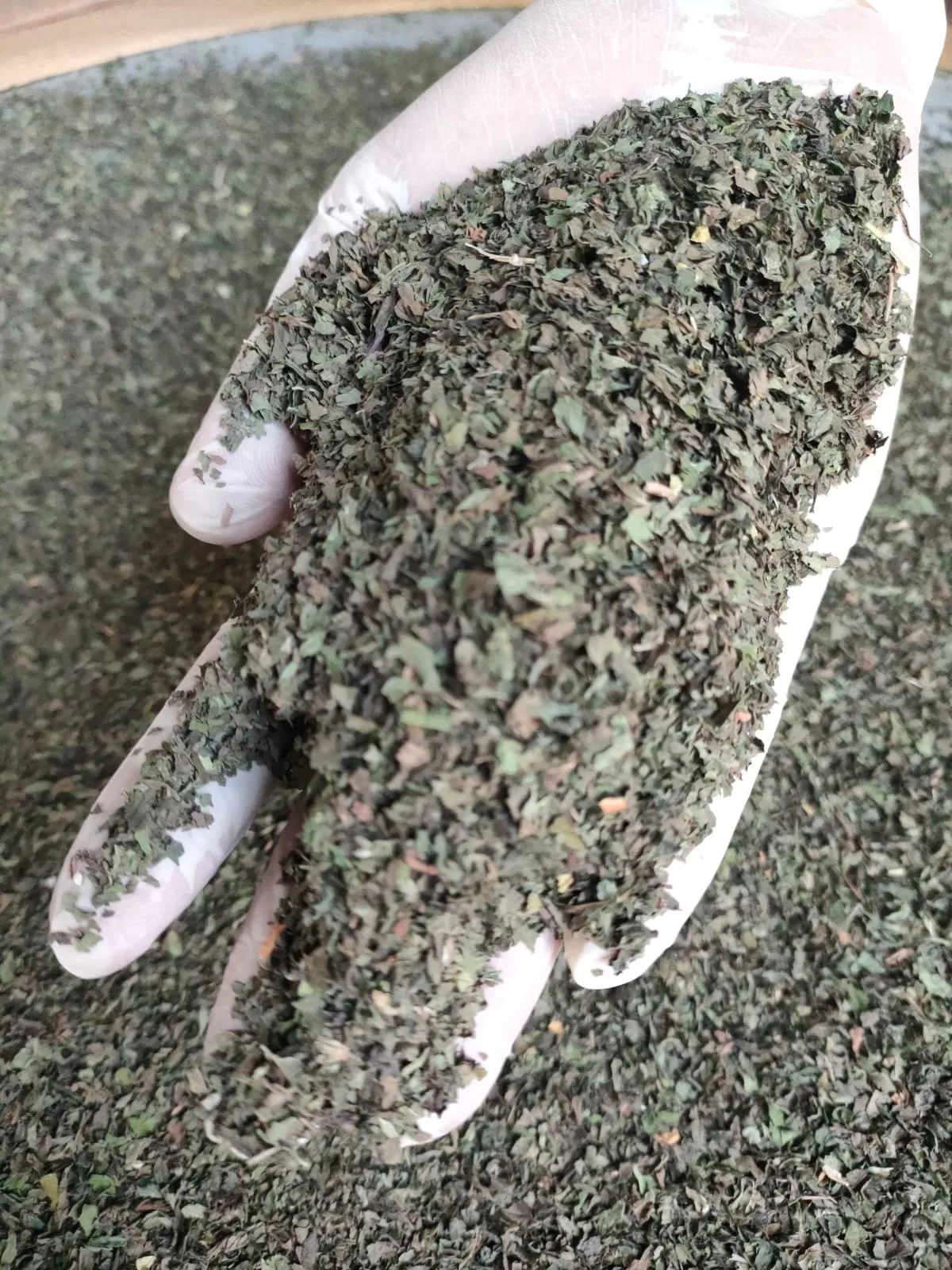 Egyptian Spearmint